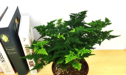 唐山云竹的养殖方法与养护要点（探究云竹的适应性及栽培技巧）