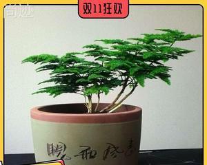 唐山云竹的养殖方法与养护要点（探究云竹的适应性及栽培技巧）