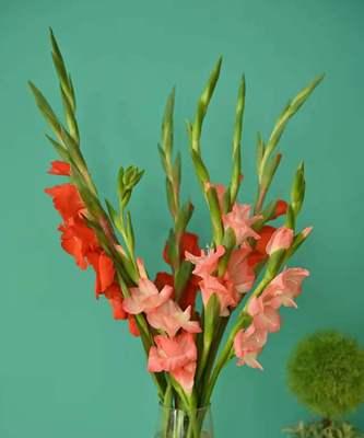 唐菖蒲开花时间与花期（唐菖蒲花期长短）