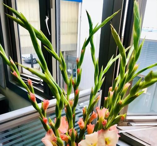 唐菖蒲开花时间与花期（唐菖蒲花期长短）