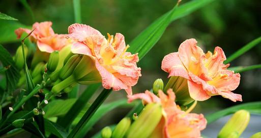 唐菖蒲花期是什么时候（探究唐菖蒲的生长环境和生长周期）