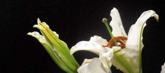 百合花的风水寓意和象征意义（揭秘百合花在风水中的奥秘）