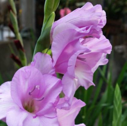 唐菖蒲的开花时间和花期（了解唐菖蒲开花的规律）