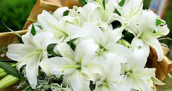 百合花的含义与花语（揭开百合花背后的深意）