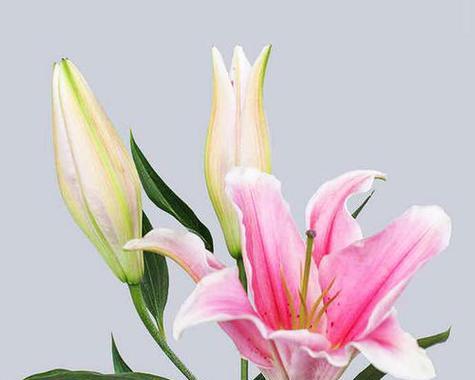 百合花的含义与花语（揭开百合花背后的深意）