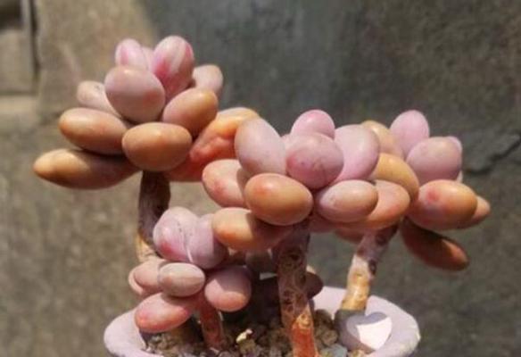 解决桃蛋爆侧芽问题的全面指南（从原因到治理）