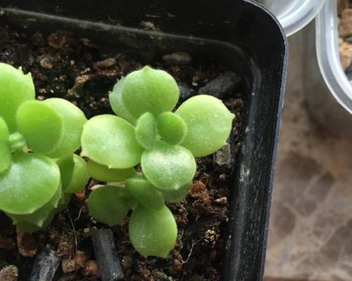 解决桃蛋爆侧芽问题的全面指南（从原因到治理）