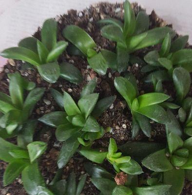 解决桃蛋爆侧芽问题的全面指南（从原因到治理）