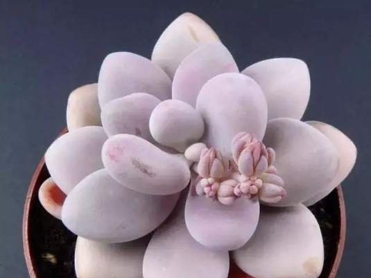 冬季养护宠物——如何让宠物在寒冷冬季过得舒适？