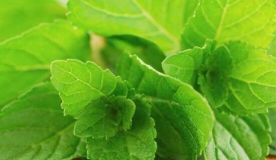 薄荷叶的花语及其寓意（清新疗愈、舒缓压力）
