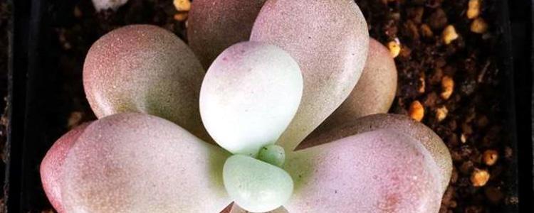 如何科学浇水才能让桃蛋生长得更好？