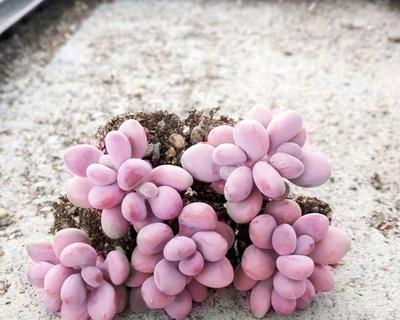 准确浇水，让你的桃蛋茁壮成长（春夏秋冬）
