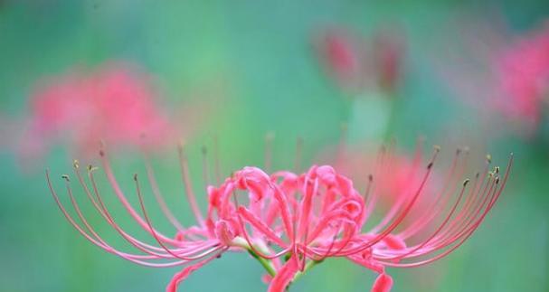 彼岸花的花语与寓意（揭示彼岸花的秘密与象征）