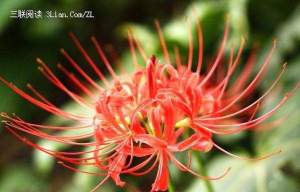彼岸花的花语与寓意（揭示彼岸花的秘密与象征）