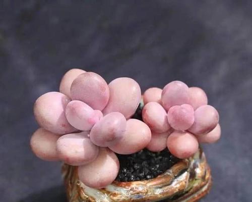 如何成功叶插桃蛋（掌握这些技巧）