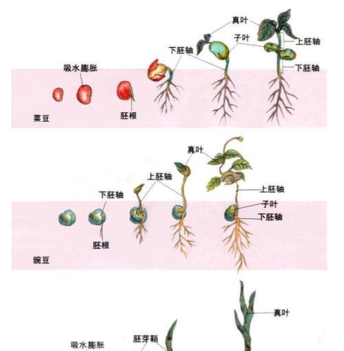 如何处理桃蛋徒长（原因）
