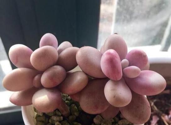 如何处理桃蛋徒长（原因）