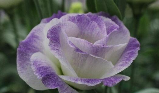 爱情的花（以花言巧语）