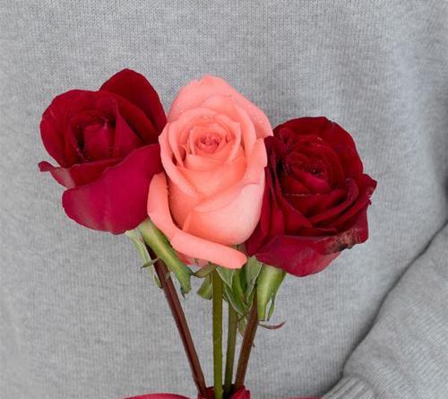 暧昧的花语（花开花谢）
