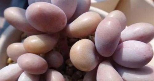 如何繁殖健康的桃蛋（繁殖方法和注意事项详解）