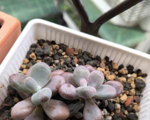 如何繁殖健康的桃蛋（繁殖方法和注意事项详解）