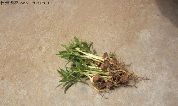 从废物中得到宝——如何种植发芽的桃核（废物利用）