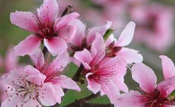 桃花花语解析（桃花花语的涵义和传说故事）