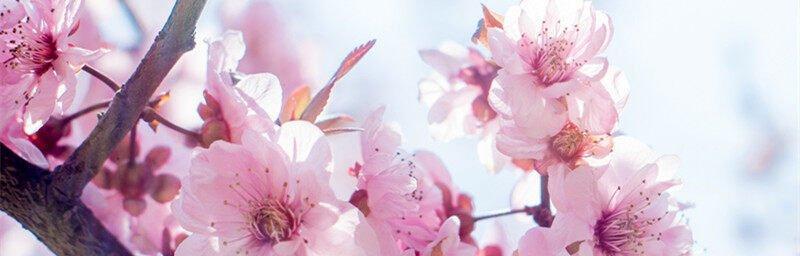 桃花花语解析（桃花花语的涵义和传说故事）