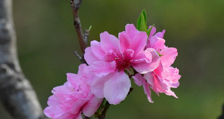 探寻桃花的成长之路（从种植到绽放）