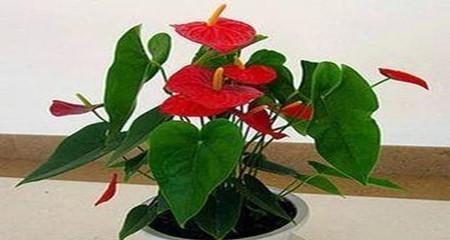 花语里的发财好运（揭秘花卉如何带来财富和好运）