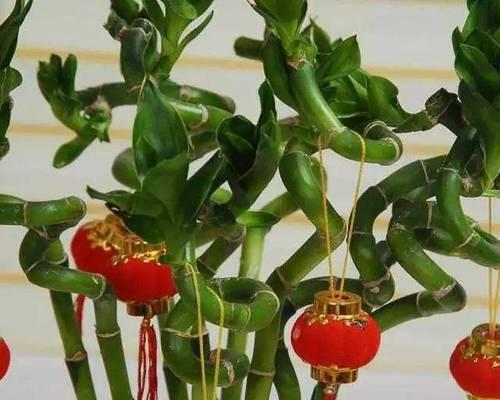 花语里的发财好运（揭秘花卉如何带来财富和好运）