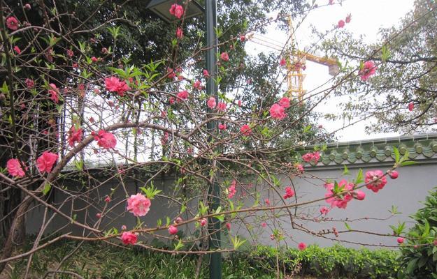 手把手教你种出美丽的桃花——桃花养殖方法详解（桃花的养护要点及注意事项）