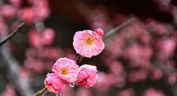 高冷花的花语与个性特点（解读高冷花语）