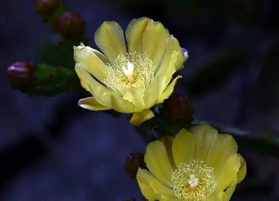 高冷花的花语与个性特点（解读高冷花语）