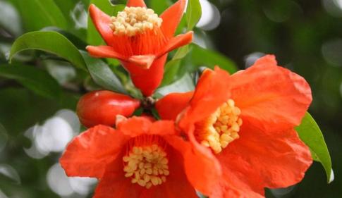 花言巧语，送上美好祝福（恭喜的花语）