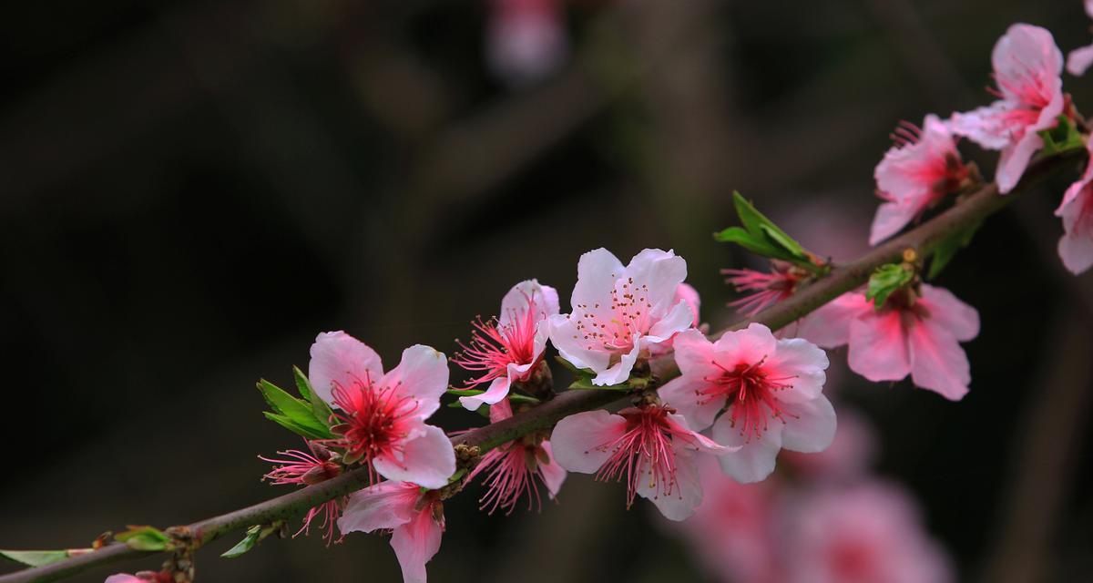 桃花花语及代表意义（探寻桃花的神秘象征）