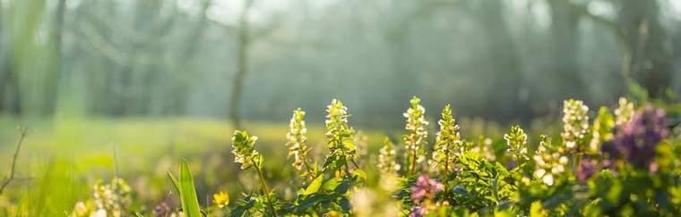 花语世界中的害羞花——害羞的表达之美（探索花语世界中害羞花朵的含义与传达）