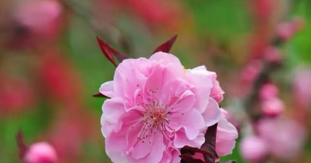 水养桃花的方法（桃花可以作为水养植物吗）