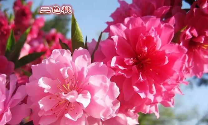 水养桃花的方法（桃花可以作为水养植物吗）