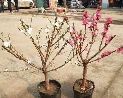 水养桃花的方法（桃花可以作为水养植物吗）