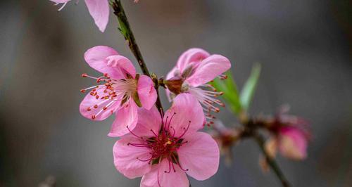 探秘桃花生长之地（桃花的生长环境）
