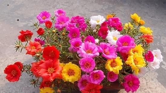 以表示欢迎的花的花语是欢迎（花语传递温暖与友善）