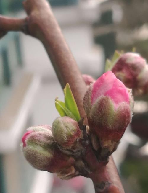 探秘桃花盛开的时机（桃花花苞长成期）