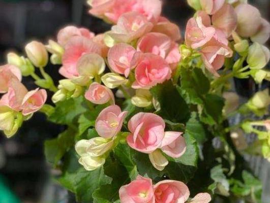 以表示纪念的花花语（用花语表达深深的思念之情）