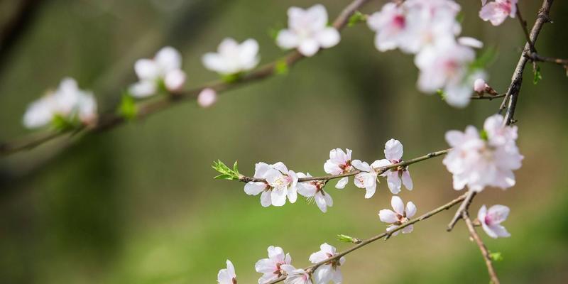 桃花开花习性揭秘（一年四季花开不断）