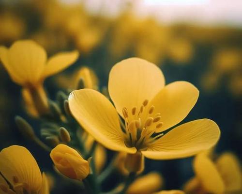 花开助力，加油向前（以表示加油的花花语为主题的花卉文章）