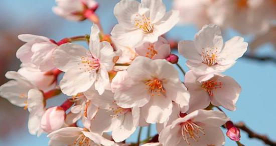 探究桃花是否为单性花（从雌雄同株）