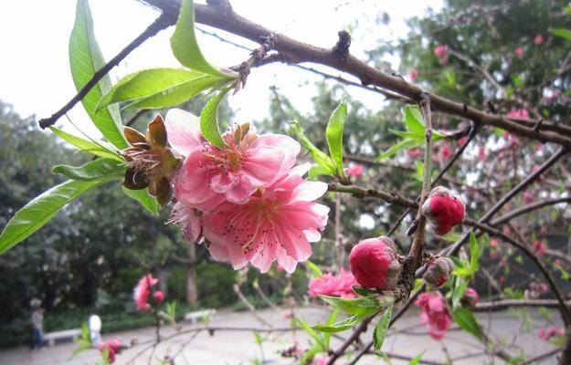 探究桃花是否为单性花（从雌雄同株）