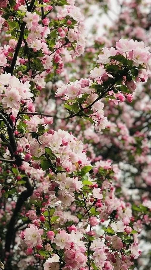 花的力量——坚韧不拔的花（用花开的姿态演绎生命的坚韧与奇迹）
