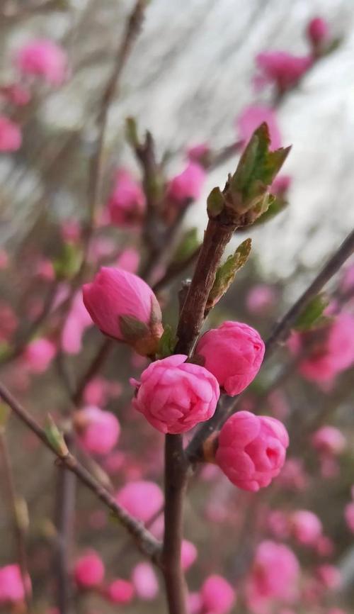 花的力量——坚韧不拔的花（用花开的姿态演绎生命的坚韧与奇迹）